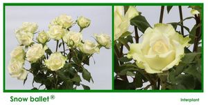 ROSE BR. SNOW BALLET 50